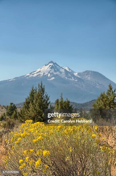 mt shasta landscape - mount shasta bildbanksfoton och bilder