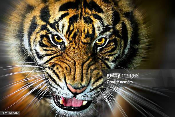 meow - tiger cu portrait stock pictures, royalty-free photos & images