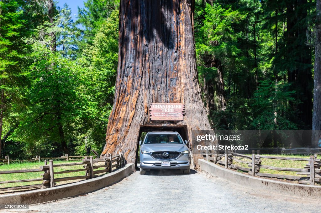 Car drives through the Chandelier Drive Thru Tree Park, Leggett, CA