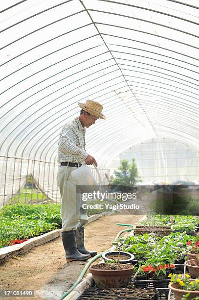 man put up water to the seedling - toyooka stock pictures, royalty-free photos & images