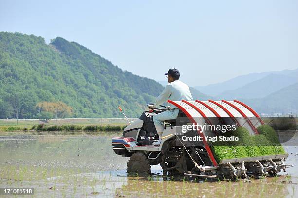 japanese farmer working in rice planting in hyogo - toyooka stock pictures, royalty-free photos & images