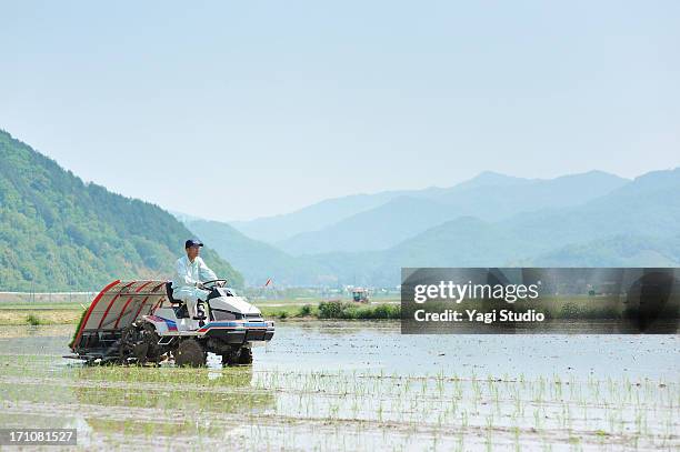 japanese farmer working in rice planting in hyogo - 稲 ストックフォトと画像