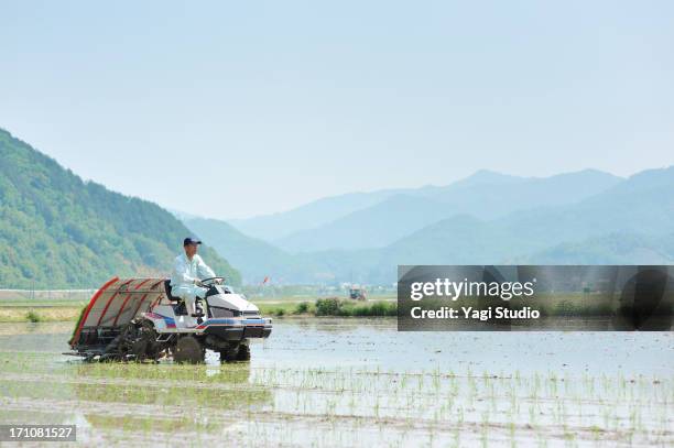 japanese farmer working in rice planting in hyogo - paddy field stock pictures, royalty-free photos & images