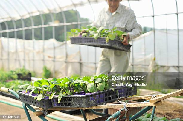 japanese farmer working in a field - toyooka stock pictures, royalty-free photos & images