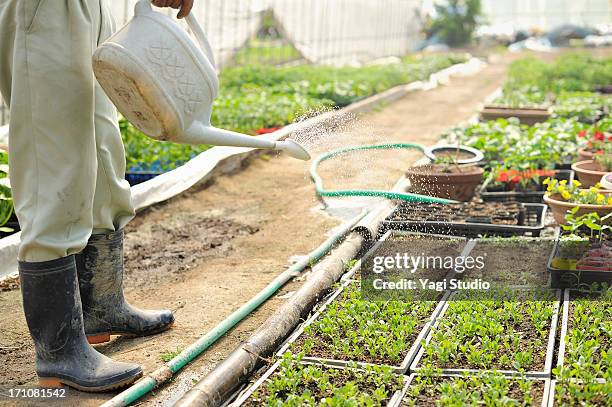 man put up water to the seedling - toyooka stock pictures, royalty-free photos & images