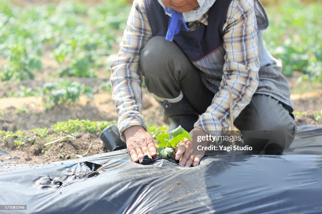 Grandmother of farmers have planted seedlings