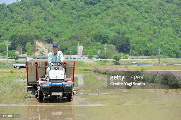 japanese farmer working in rice planting in hyogo - toyooka stock pictures, royalty-free photos & images