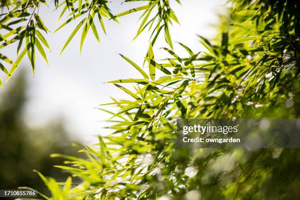 bamboo leaf on blurred background - bambusblatt stock-fotos und bilder