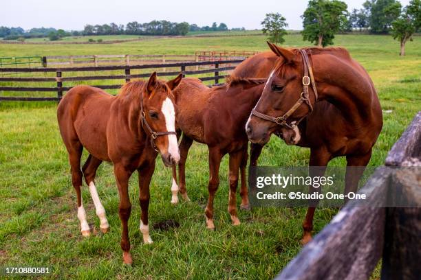 mother and babies - lexington   kentucky stock-fotos und bilder