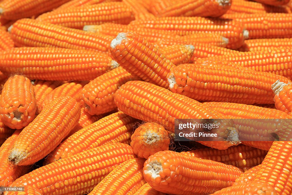 Yelow Corn