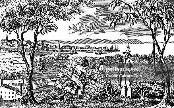 Afro-American slaves picking cotton on a plantation in the South, 19th century.