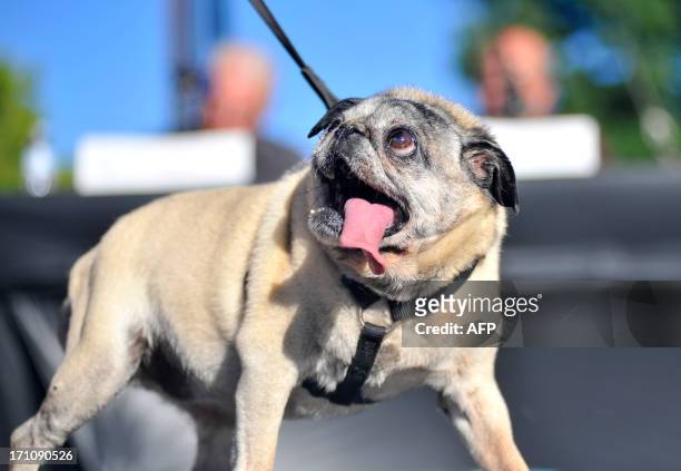 James Montgomery displays his dog Penny, a pure bred Pug for judges during the World's Ugliest Dog competition in Petaluma, California, on Friday,...