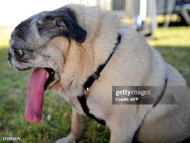 Penny, a pure bred Pug, awaits the start of the World's Ugliest Dog competition in Petaluma, California, on Friday, June 21, 2013. AFP Photo / Josh...