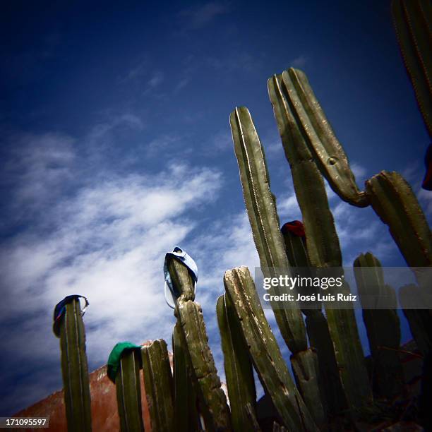 cactus con gorra - gorra stock pictures, royalty-free photos & images