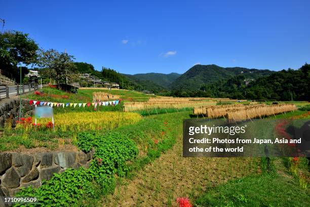 terasaka rice terrace: japan's rural landscape in autumn, chichibu, saitama prefecture - chichibu saitama stock pictures, royalty-free photos & images