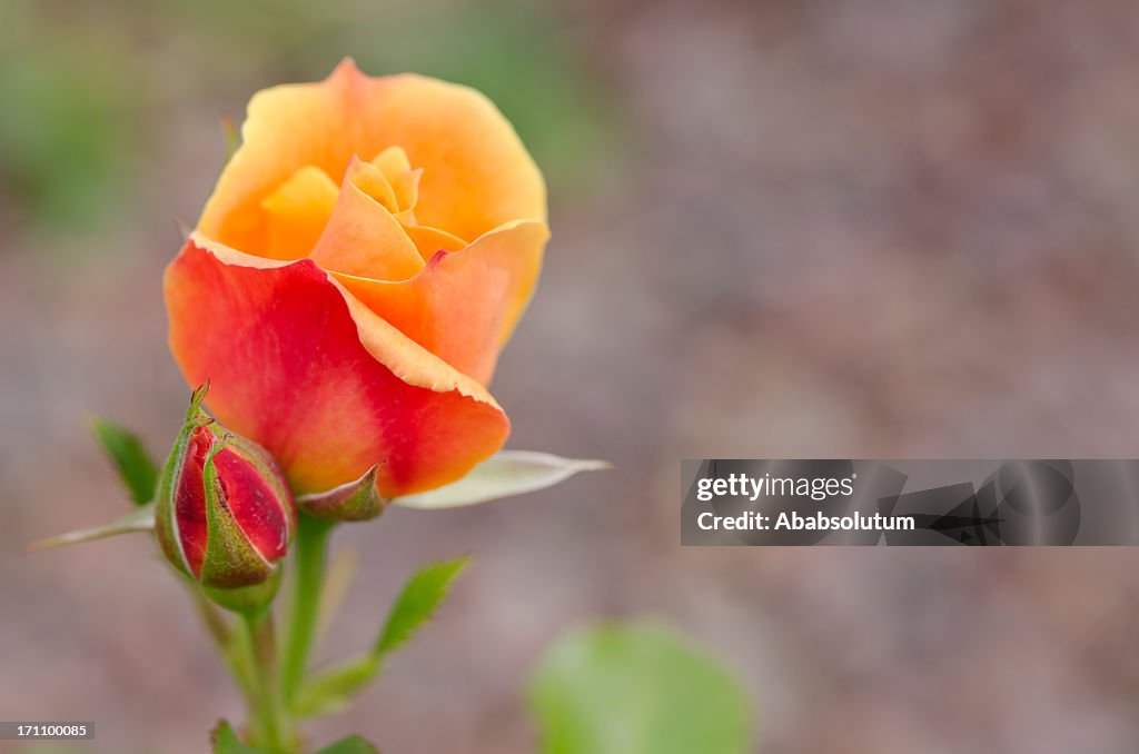 Orange Rose in Portorose Slovenia