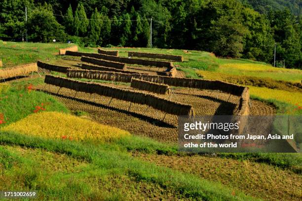 terasaka rice terrace: japan's rural landscape in autumn, chichibu, saitama prefecture - chichibu saitama stock pictures, royalty-free photos & images