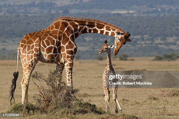 a mothers love - giraffe stock pictures, royalty-free photos & images