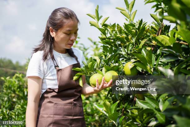 farm workers watching oranges grow - agricultural occupation stock pictures, royalty-free photos & images