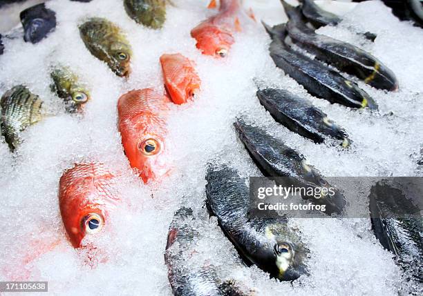 fischen auf eis - fisch eis stock-fotos und bilder