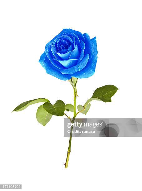 single blue rose - sky blue roses stock pictures, royalty-free photos & images