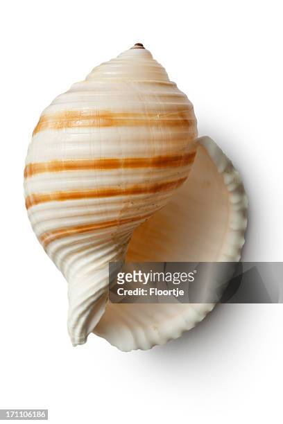 shells: - shell on sand isolated cut out stock pictures, royalty-free photos & images