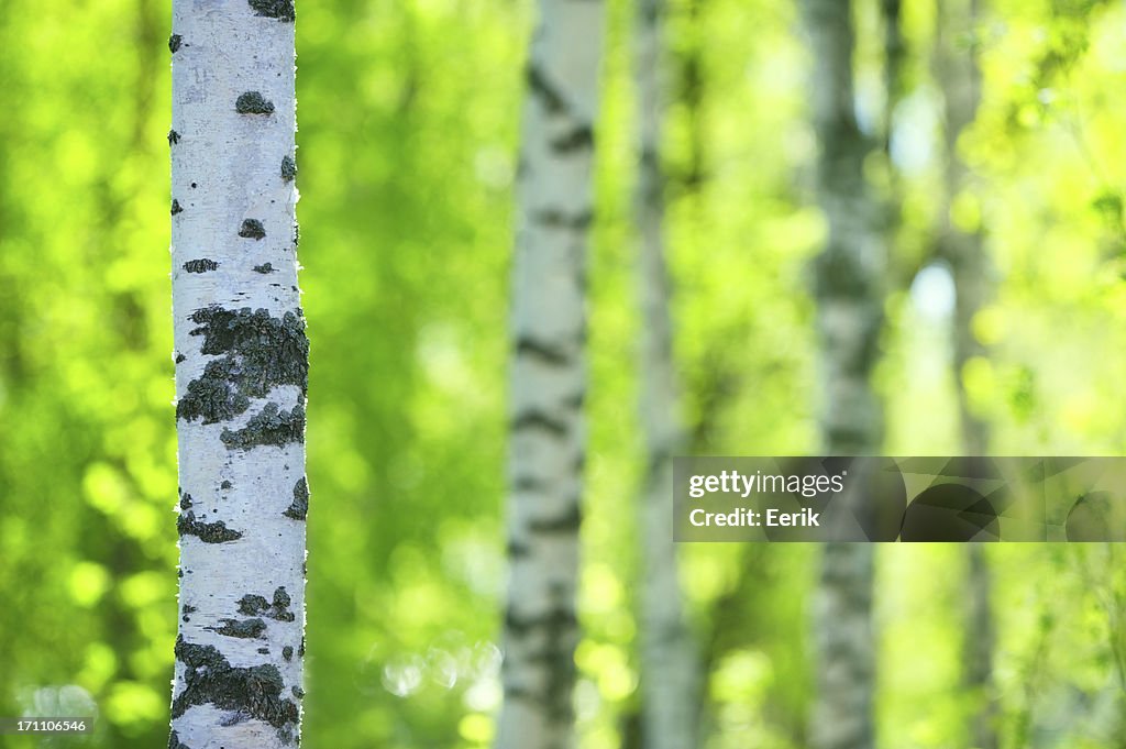 Spring forest