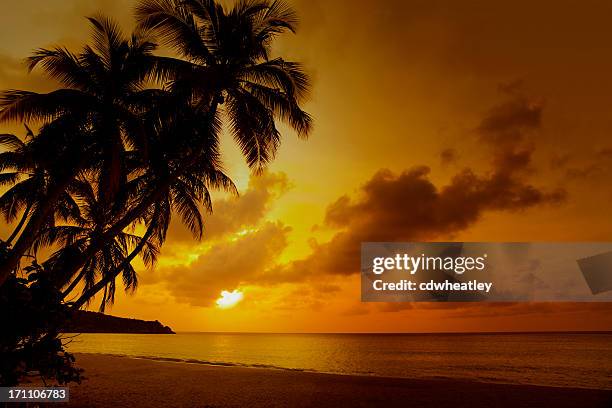 sunset at a tropical beach in the caribbean - goud strand stockfoto's en -beelden
