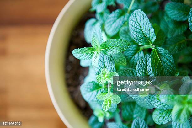 menta fresca planta de tiesto contra una mesa de madera natural - menta fotografías e imágenes de stock