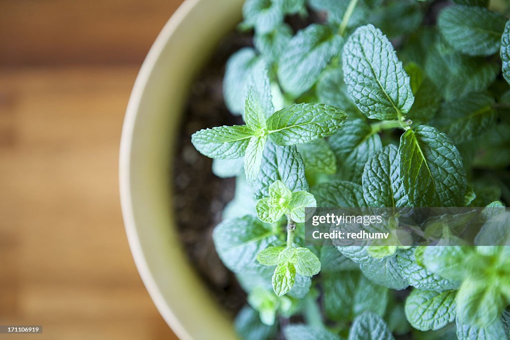 Fresh Mint Plant Potted against a Natural Wood Table