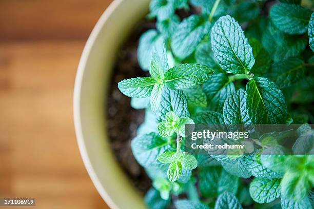 fresh mint plant  potted against a natural wood table - indoor vegetable garden stock pictures, royalty-free photos & images