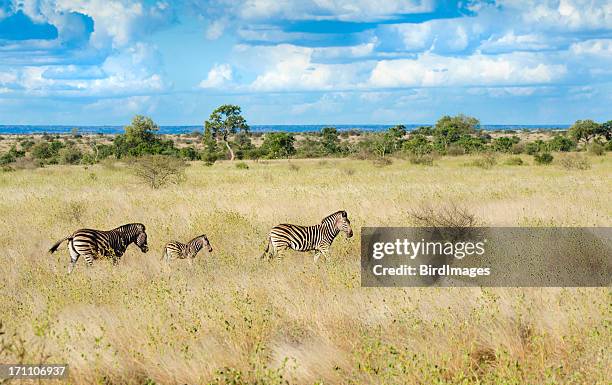 zebras in südafrika savannah - kruger national park stock-fotos und bilder