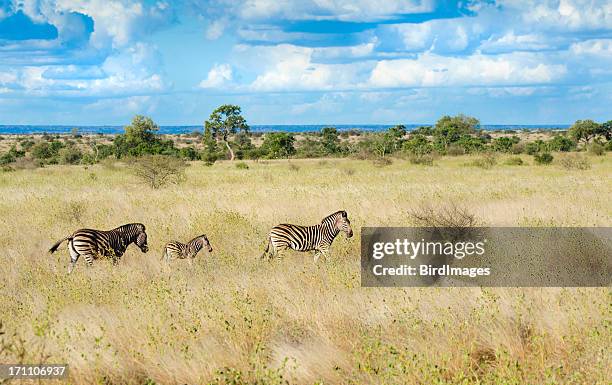 zebras in south africa savannah - kruger national park stockfoto's en -beelden