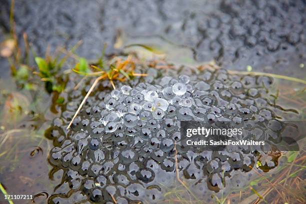 frog spawn - tadpole stock pictures, royalty-free photos & images