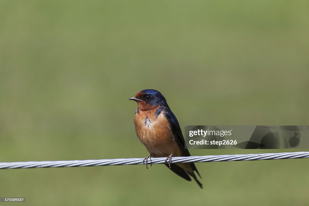 Barn Swallow- Hirundo rustica