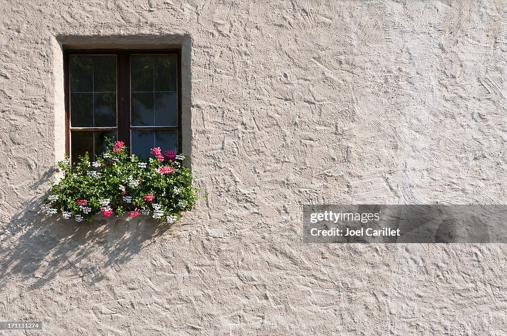 Plants and window