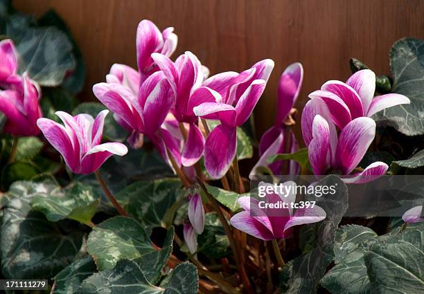 cyclamen persicum - cyclamen stock pictures, royalty-free photos & images