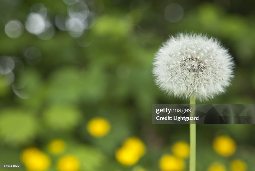 Dandelion Fluffiness