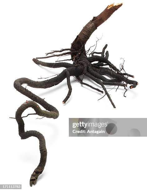 root - tied to tree stock pictures, royalty-free photos & images
