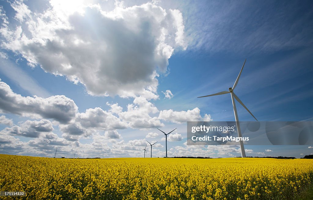 Wind turbines in a field with a cloudy blue sky