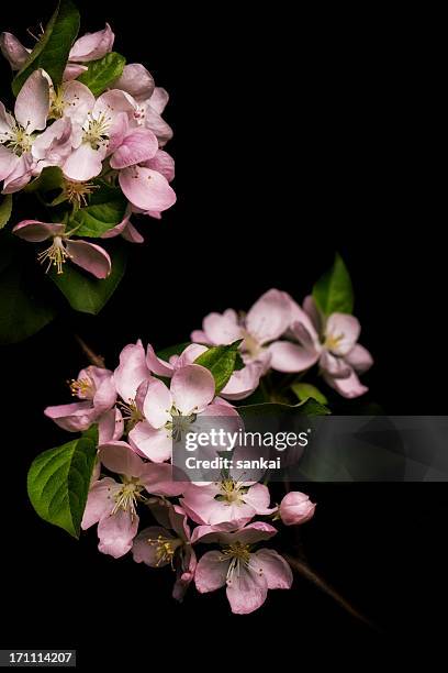 flor de manzano aislado sobre fondo negro - apple blossom tree fotografías e imágenes de stock