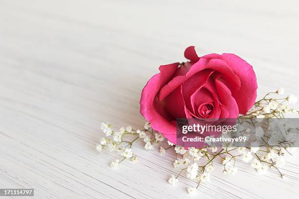 rosa rose blossom - gypsophila stock-fotos und bilder