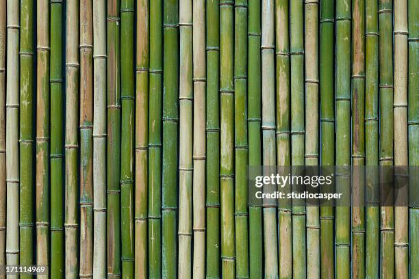 bamboo texture - bamboo plant stock pictures, royalty-free photos & images