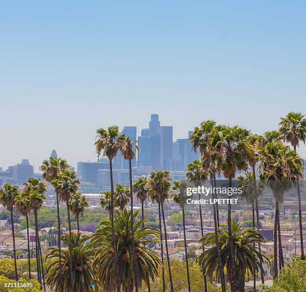 los angeles - los angeles palm trees stock pictures, royalty-free photos & images