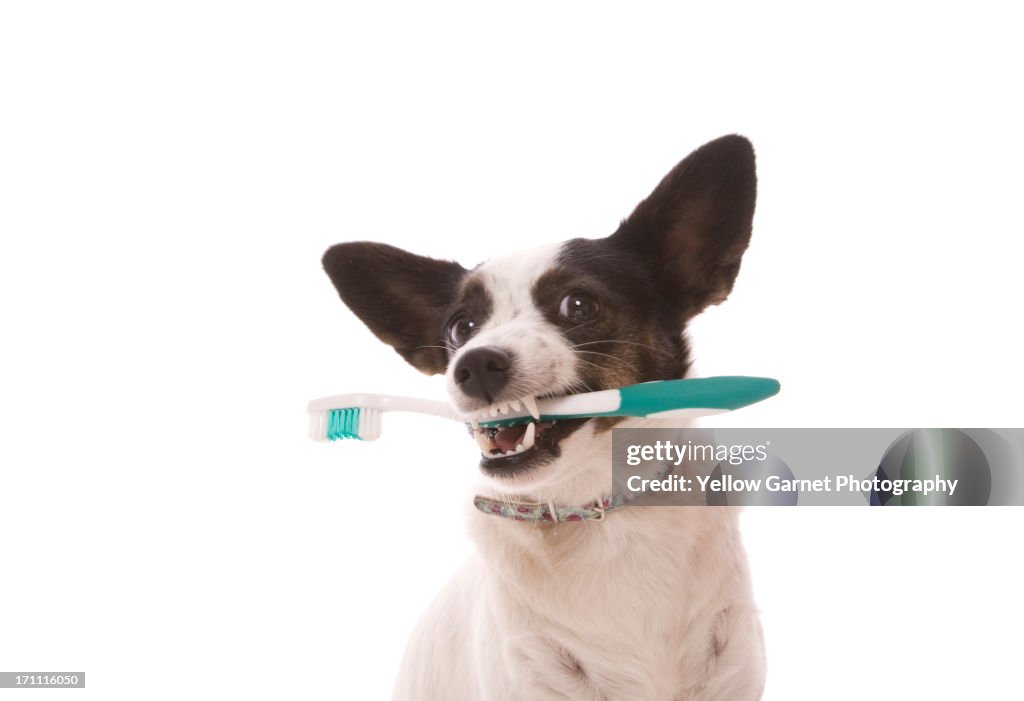 Toothbrush Dog