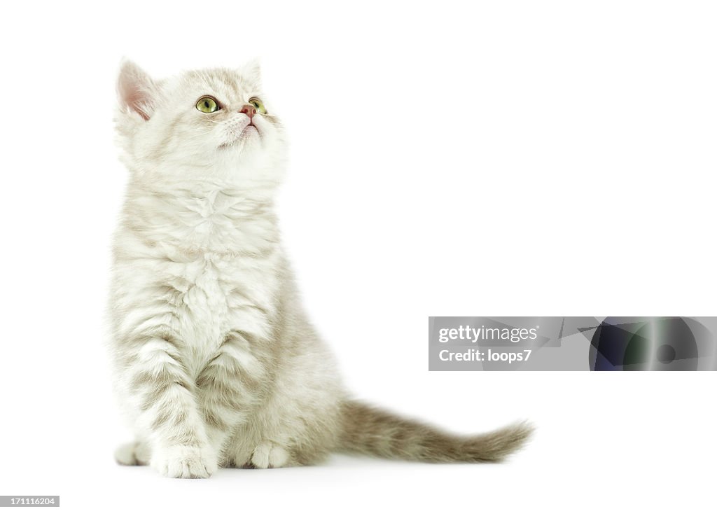 Baby cat