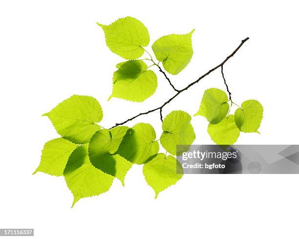 green hojas - tila fotografías e imágenes de stock