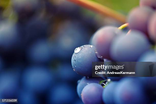 videira vermelha - uva imagens e fotografias de stock