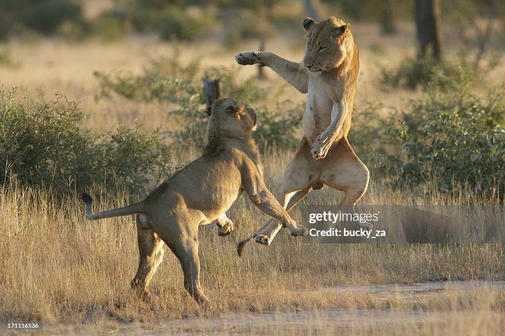 Jovem macho Leões a tocar uns com os outros, saltar no ar.