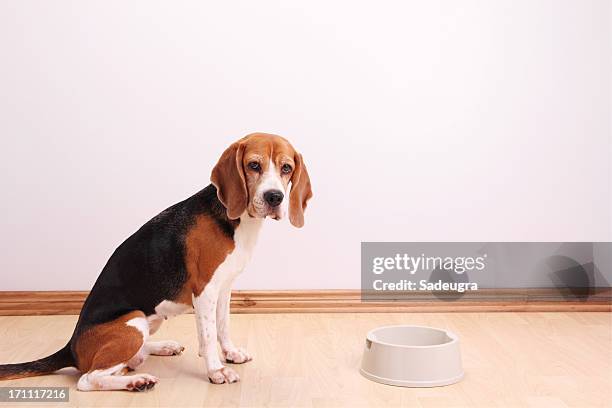 my bowl is empty - beagle stockfoto's en -beelden